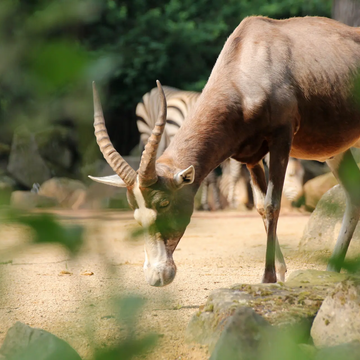 Late-Zoo: Sommerabend in der Welt der Tiere 23.07.2026 Erlebnis-Zoo Hannover