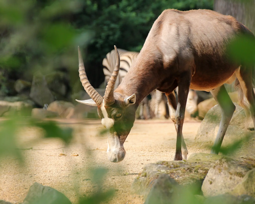 Late-Zoo: Sommerabend in der Welt der Tiere
