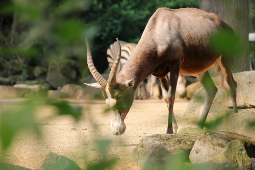 Late-Zoo: Sommerabend in der Welt der Tiere
