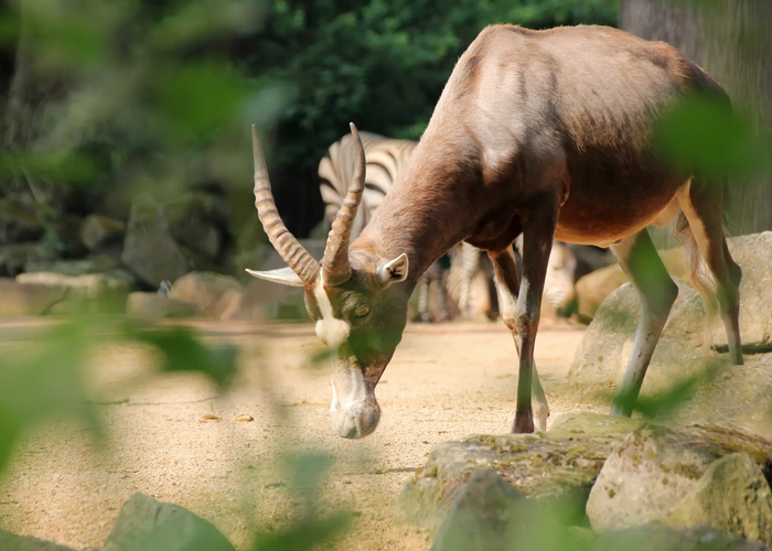 Late-Zoo: Sommerabend in der Welt der Tiere